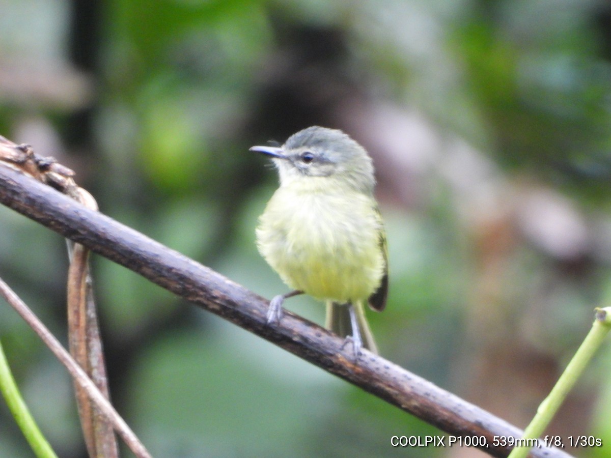 エクアドルヒゲハエトリ - ML629906571