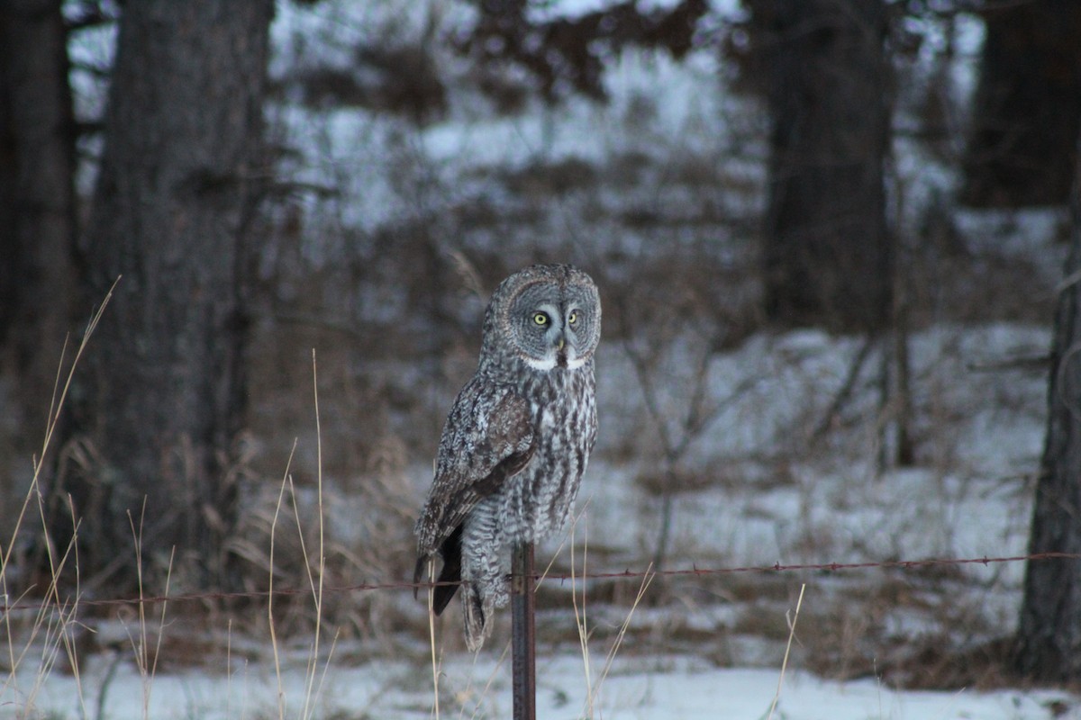 Great Gray Owl - ML629906695