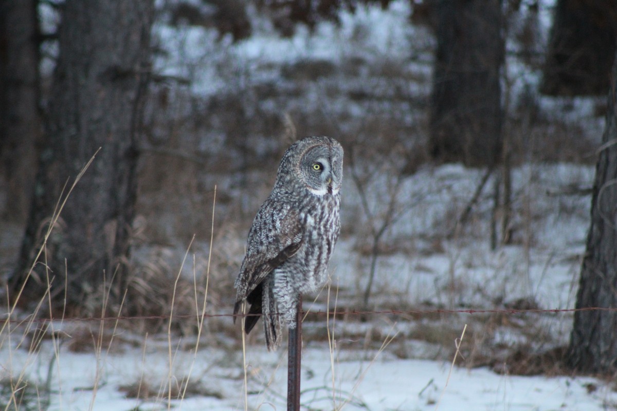 Great Gray Owl - ML629906696