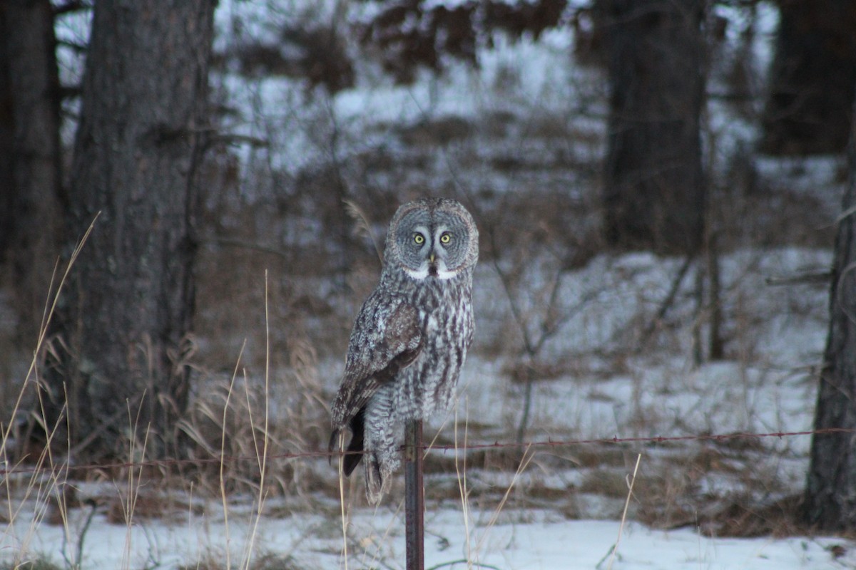 Great Gray Owl - ML629906697