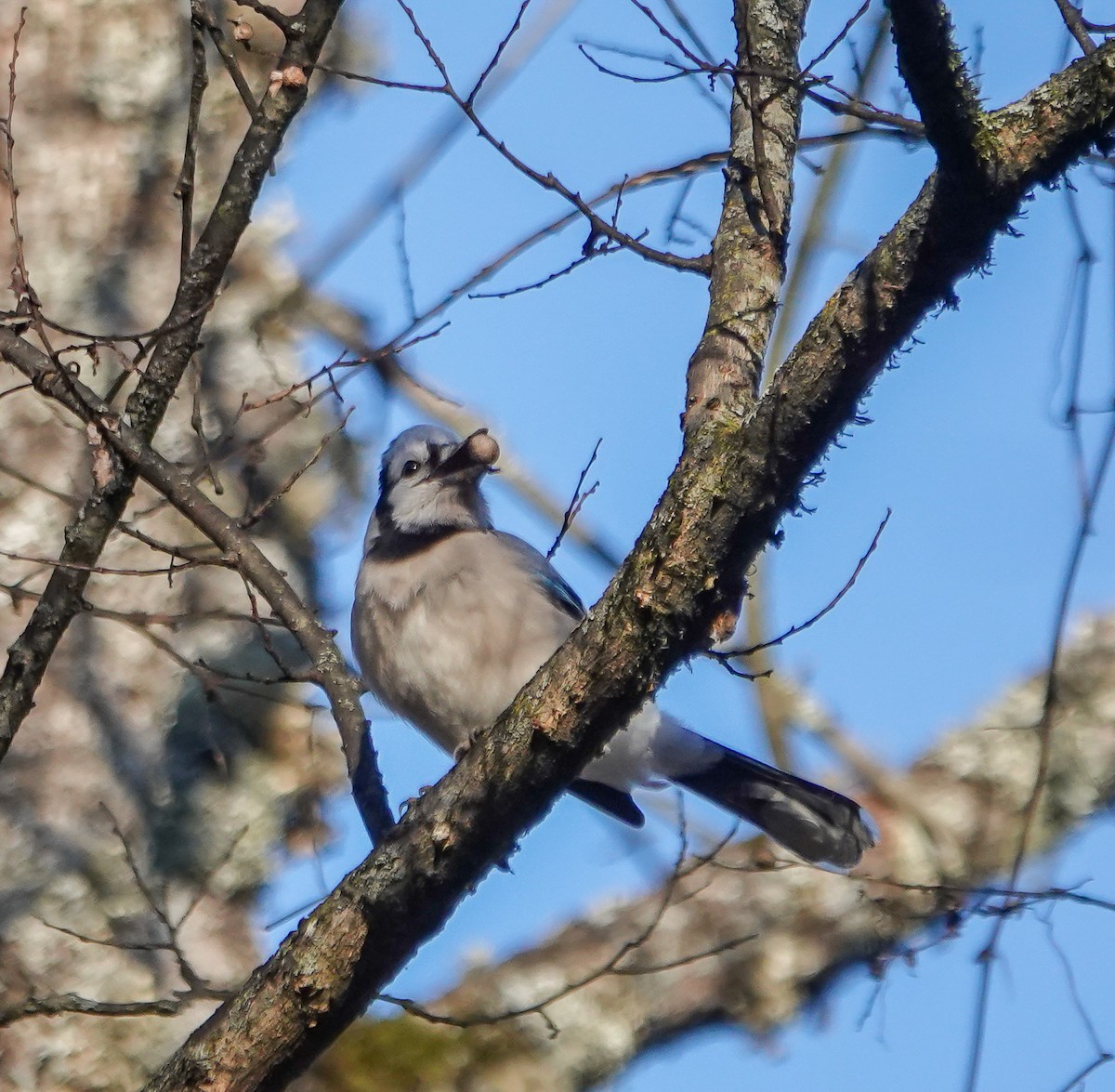 Blue Jay - ML629906723
