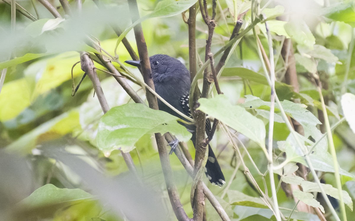 Gray Antbird - ML629906820
