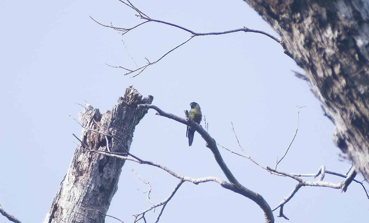 Santarem Parakeet - ML629906824