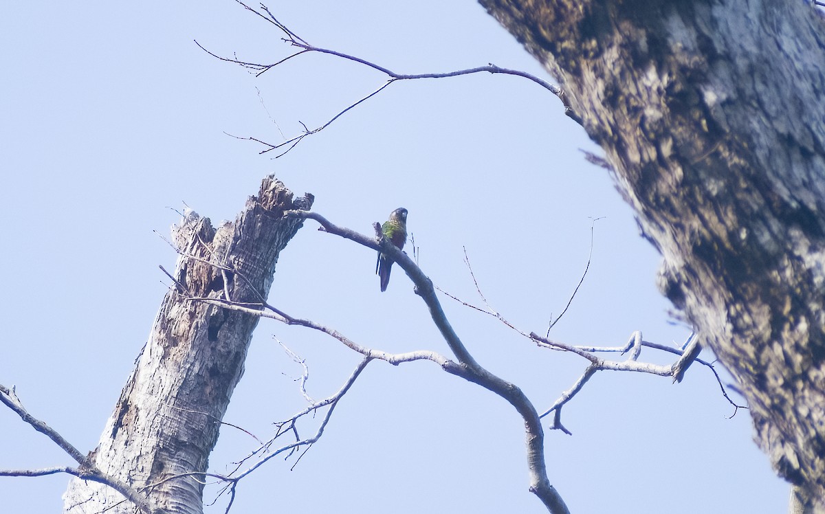 Santarem Parakeet - ML629906825