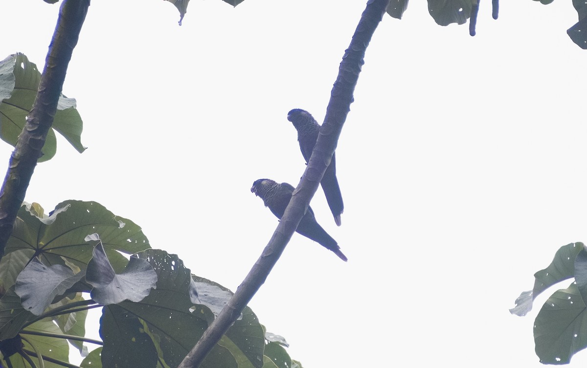Santarem Parakeet - ML629906841