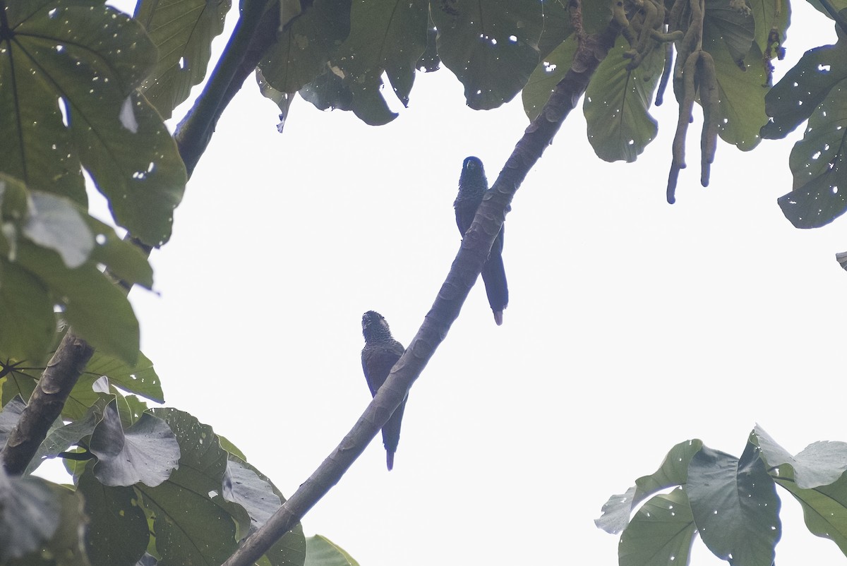 Santarem Parakeet - ML629906842