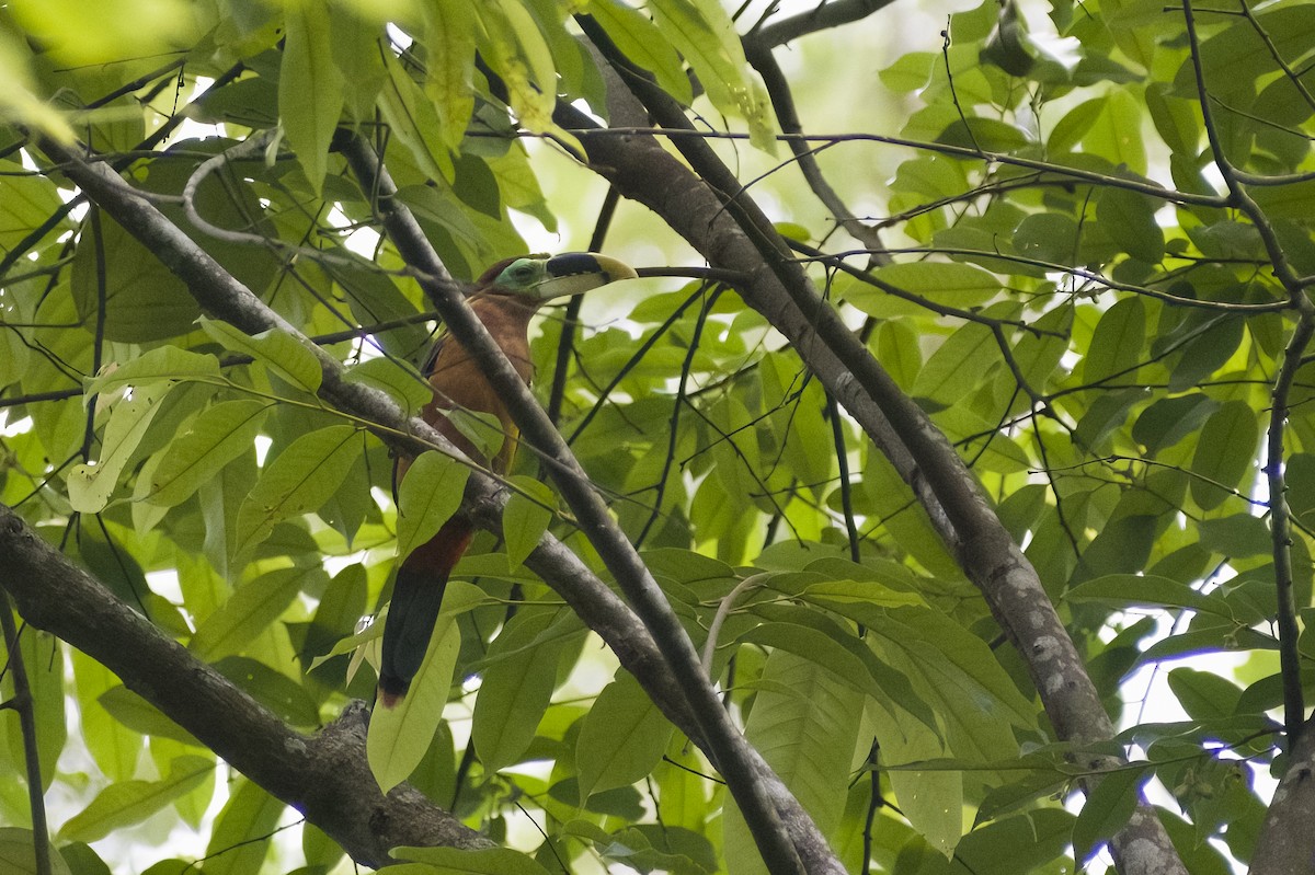 Gould's Toucanet - ML629906897