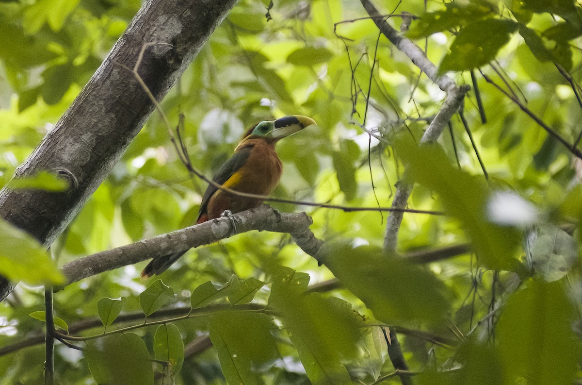 Gould's Toucanet - ML629906898
