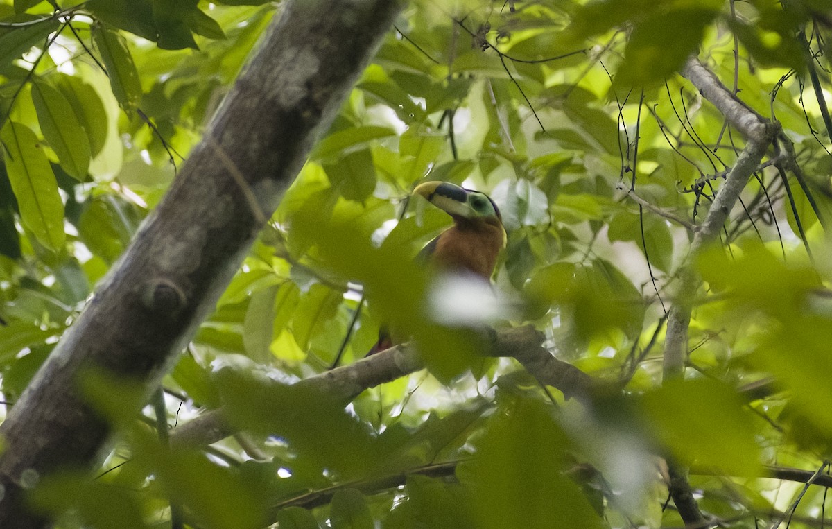 Gould's Toucanet - ML629906899