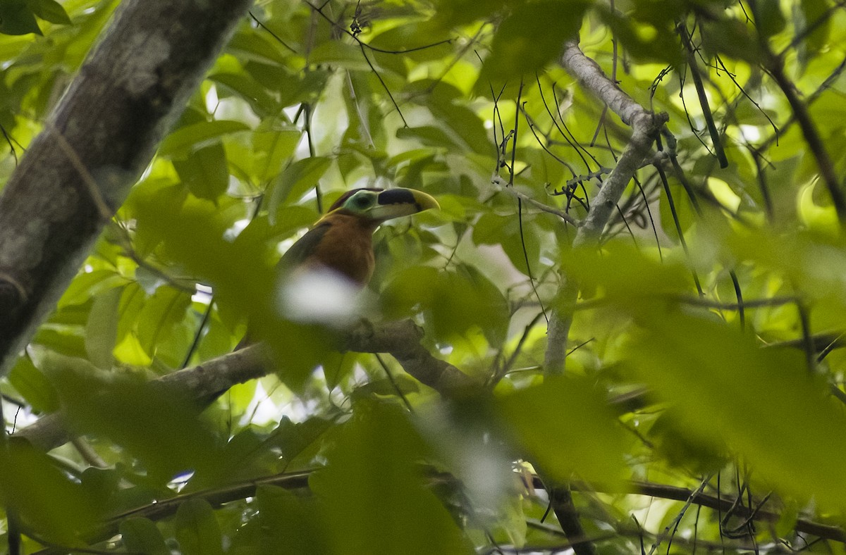 Gould's Toucanet - ML629906900