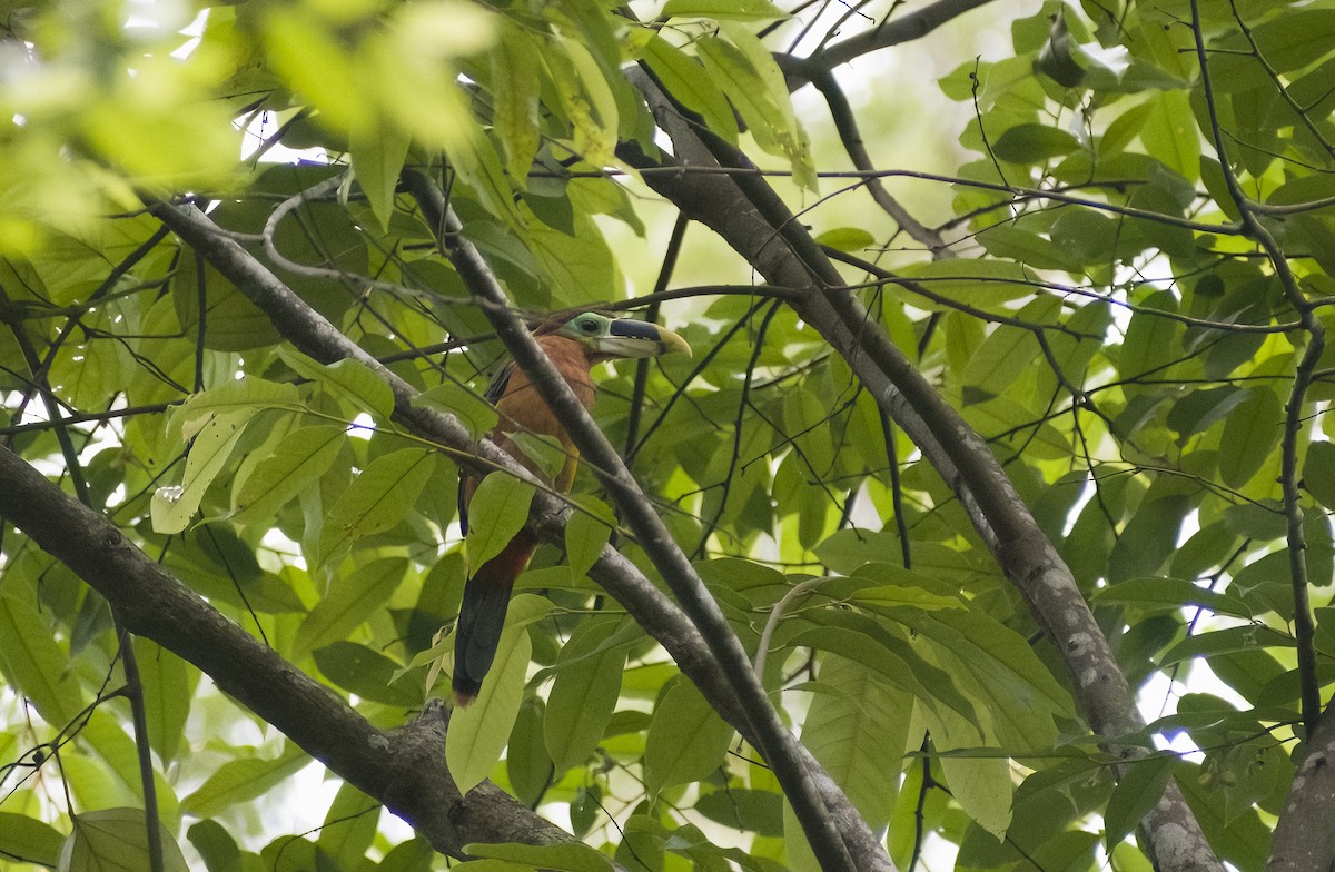 Gould's Toucanet - ML629906901