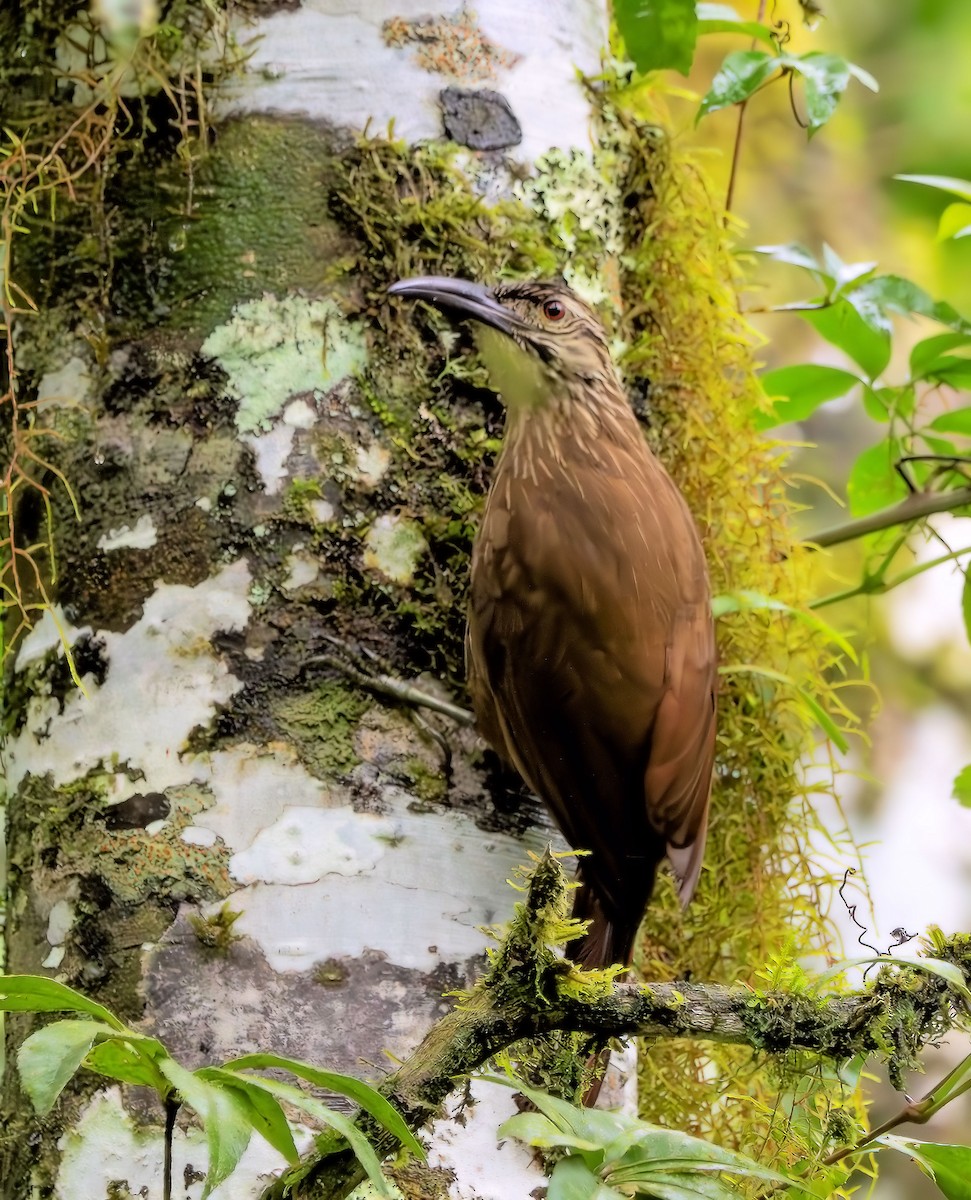 White-throated Woodcreeper - ML629906980