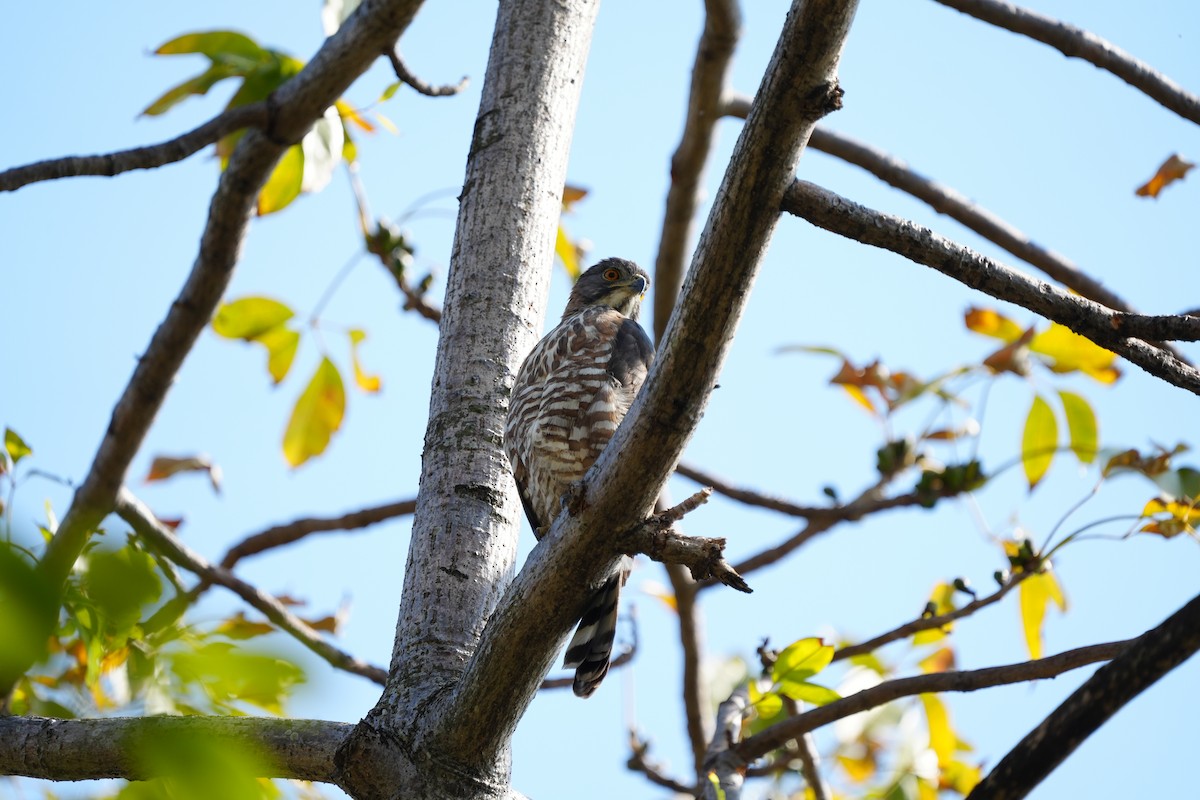 Autour huppé - ML629907012