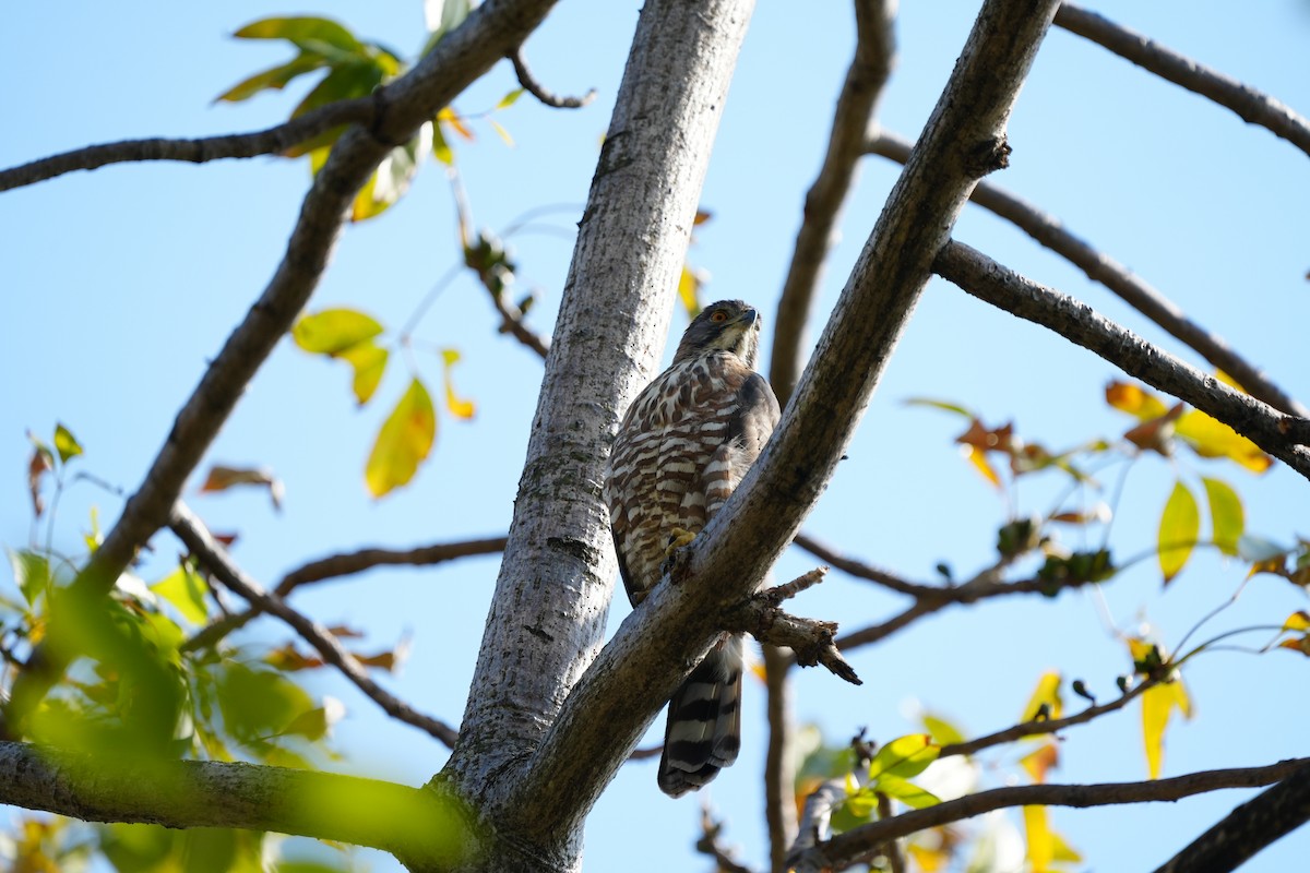 Autour huppé - ML629907013