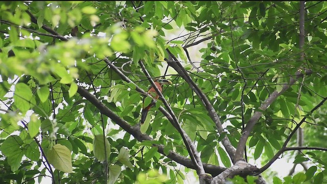 Gould's Toucanet - ML629907066