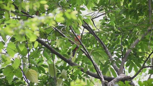 Gould's Toucanet - ML629907069