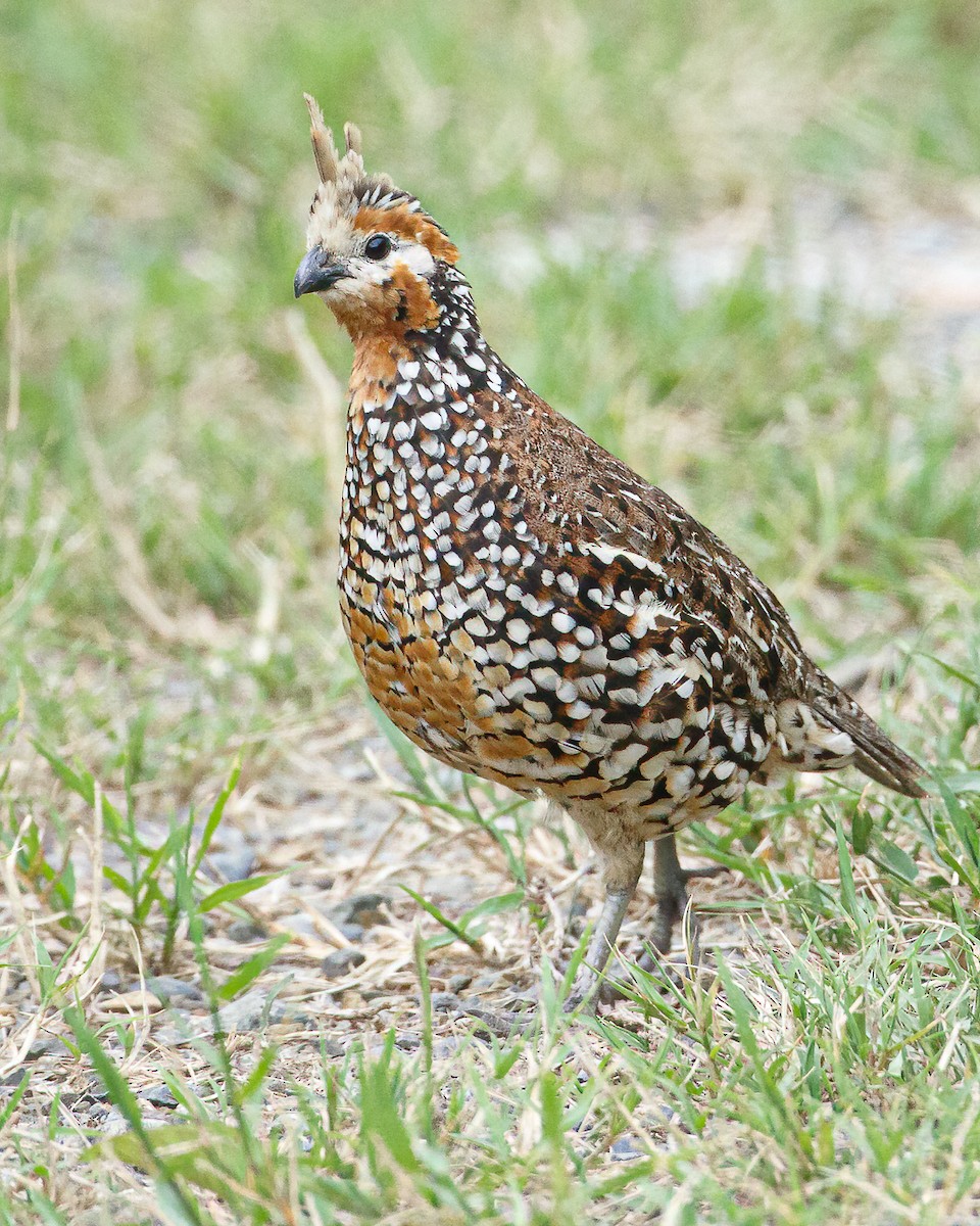 Crested Bobwhite - ML629907176