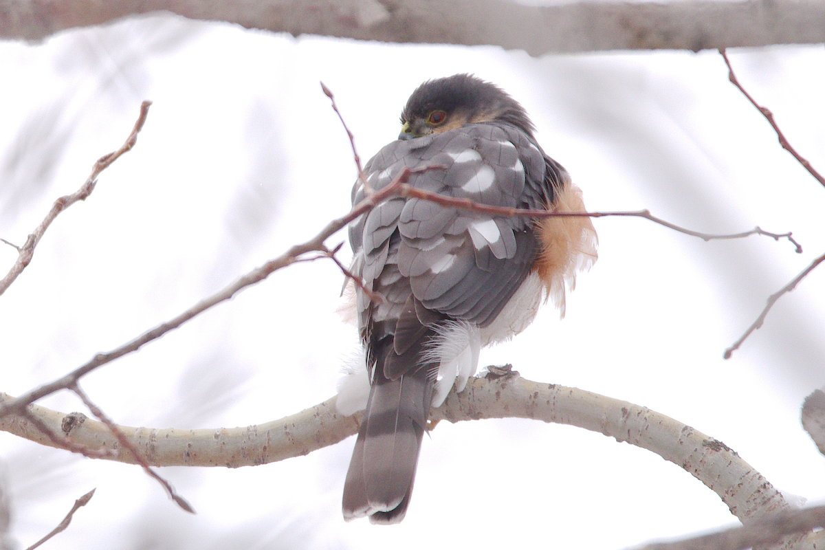 Sharp-shinned Hawk - ML629907246
