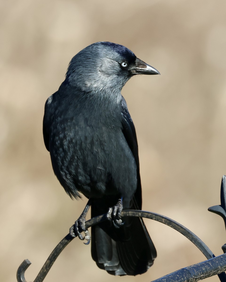 Eurasian Jackdaw - ML629907341