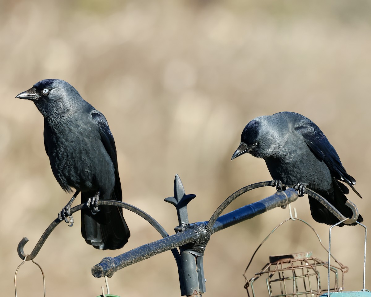 Eurasian Jackdaw - ML629907342