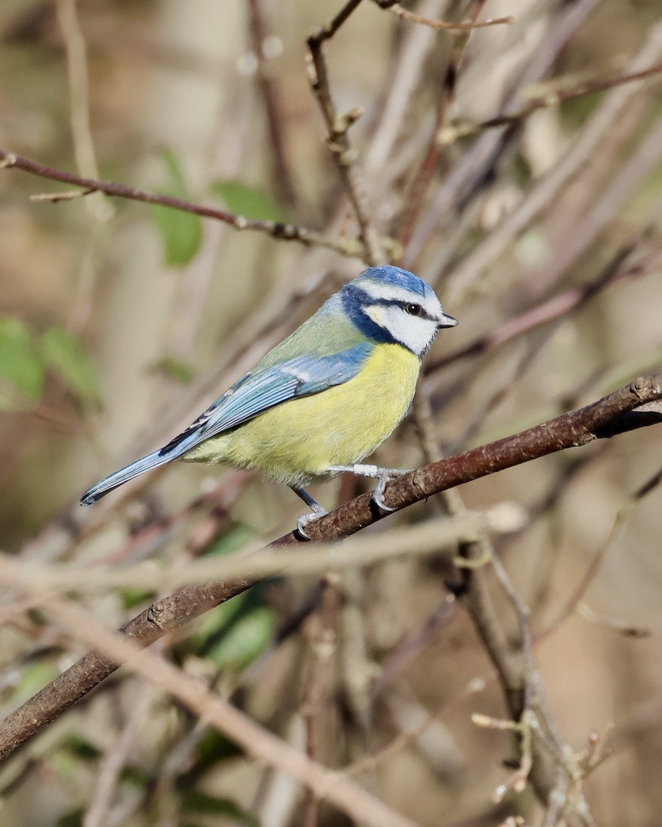 Eurasian Blue Tit - ML629907350