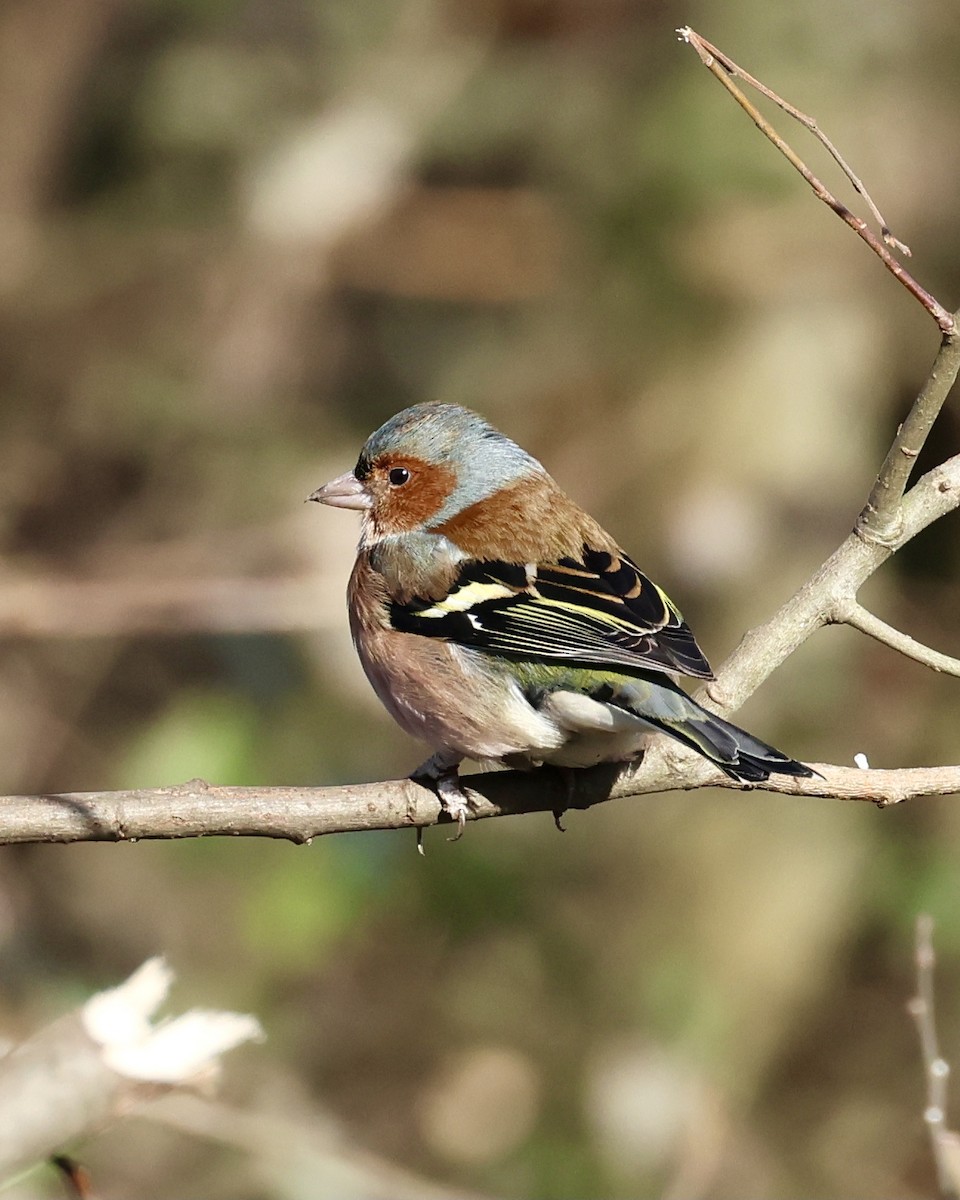 Common Chaffinch - ML629907366