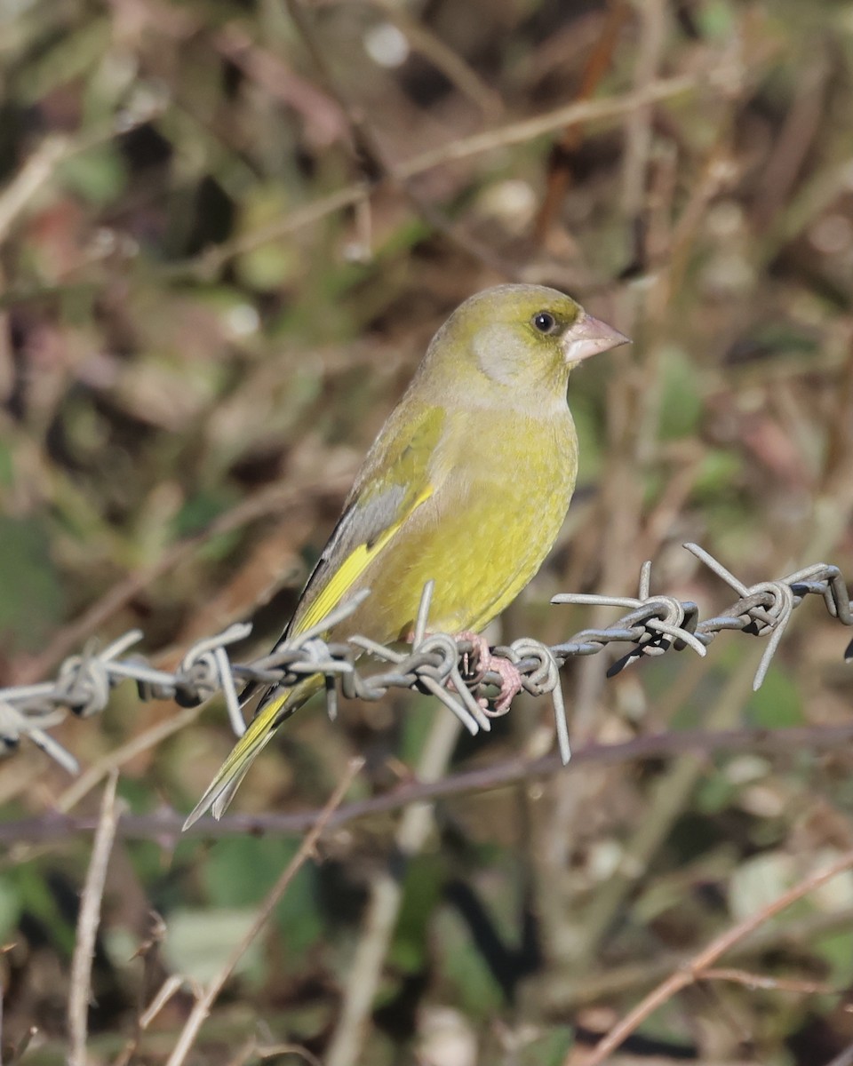 European Greenfinch - ML629907375