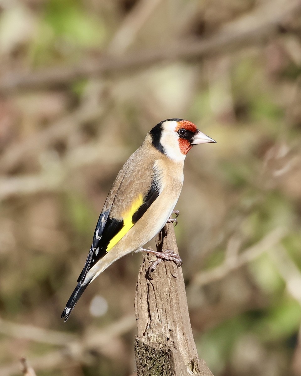 European Goldfinch - ML629907379