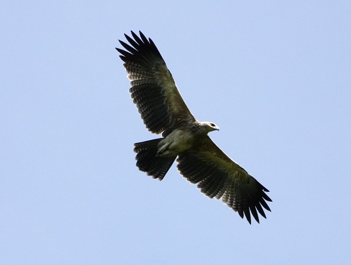 Gurney's Eagle - ML629907446