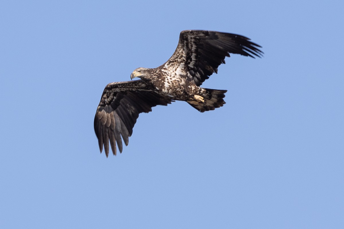 Bald Eagle - ML629907459