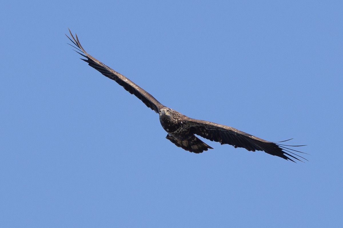 Bald Eagle - ML629907460