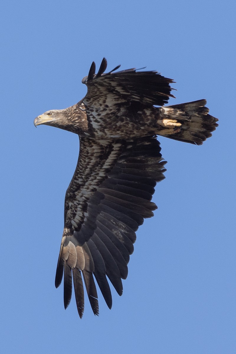 Bald Eagle - ML629907461