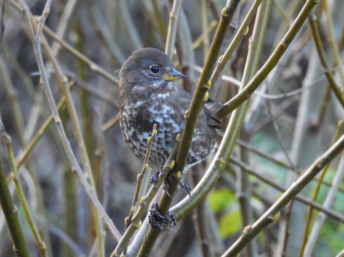 Fox Sparrow - ML629907495