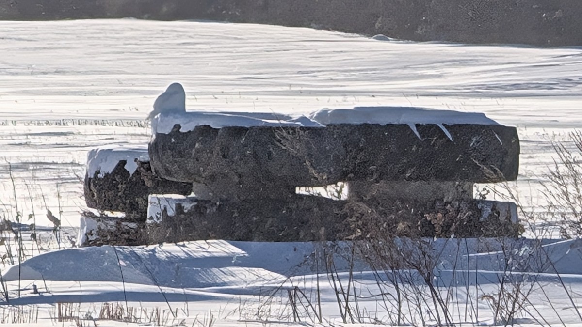 Snowy Owl - ML629907497
