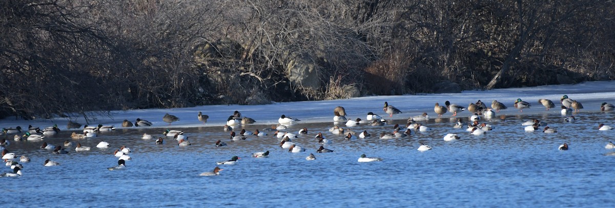Canvasback - ML629907509