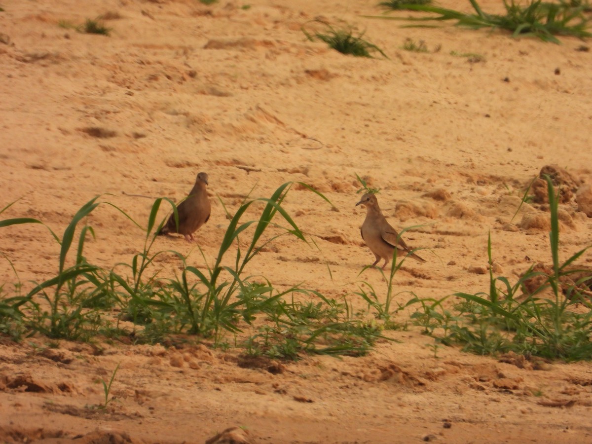 Picui Ground Dove - ML629907564