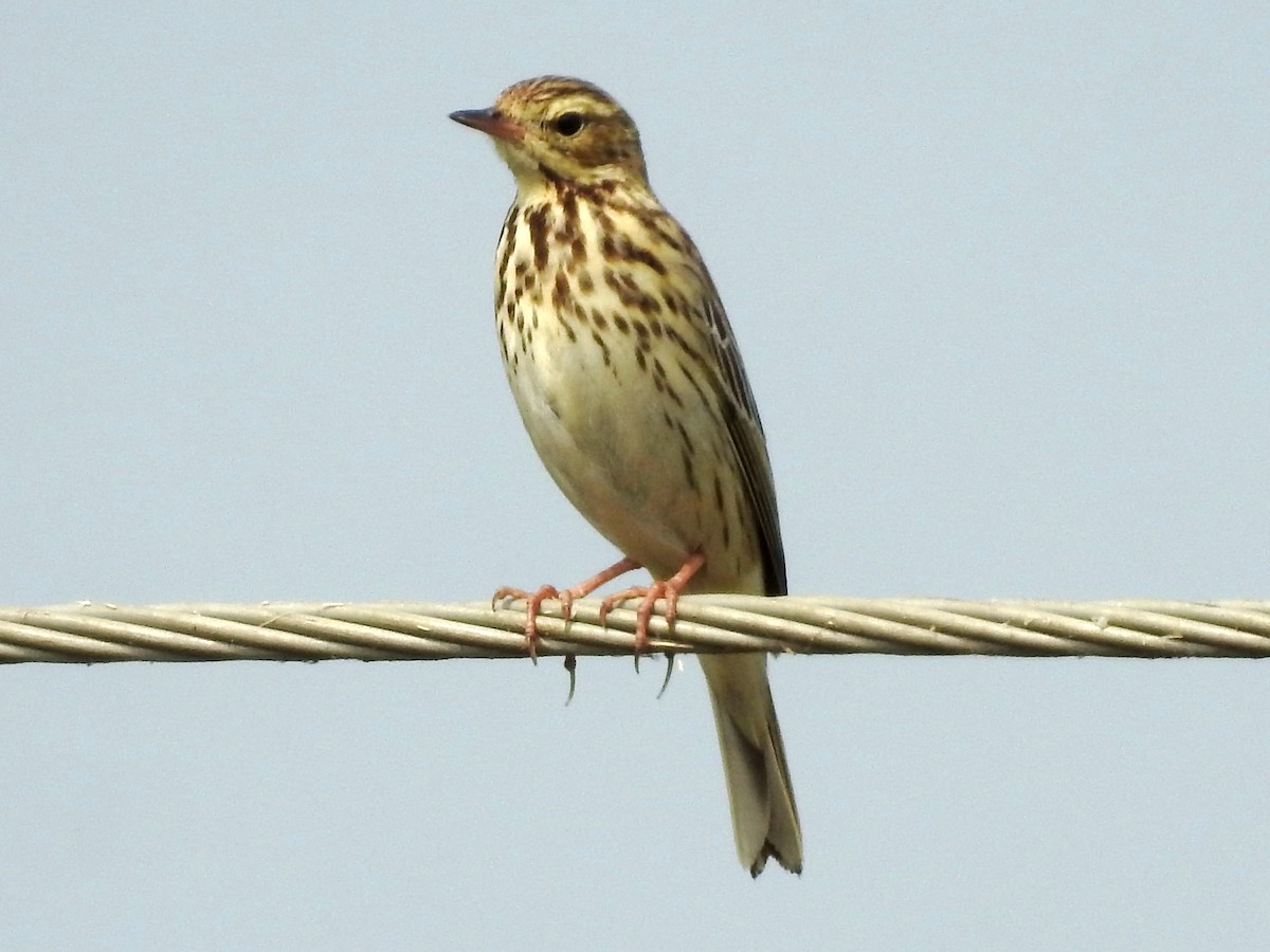Tree Pipit - ML629907782
