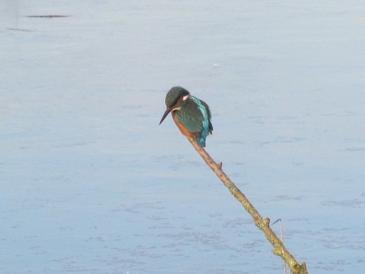 Common Kingfisher - ML629907902