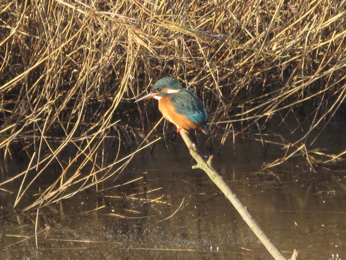 Common Kingfisher - ML629907903