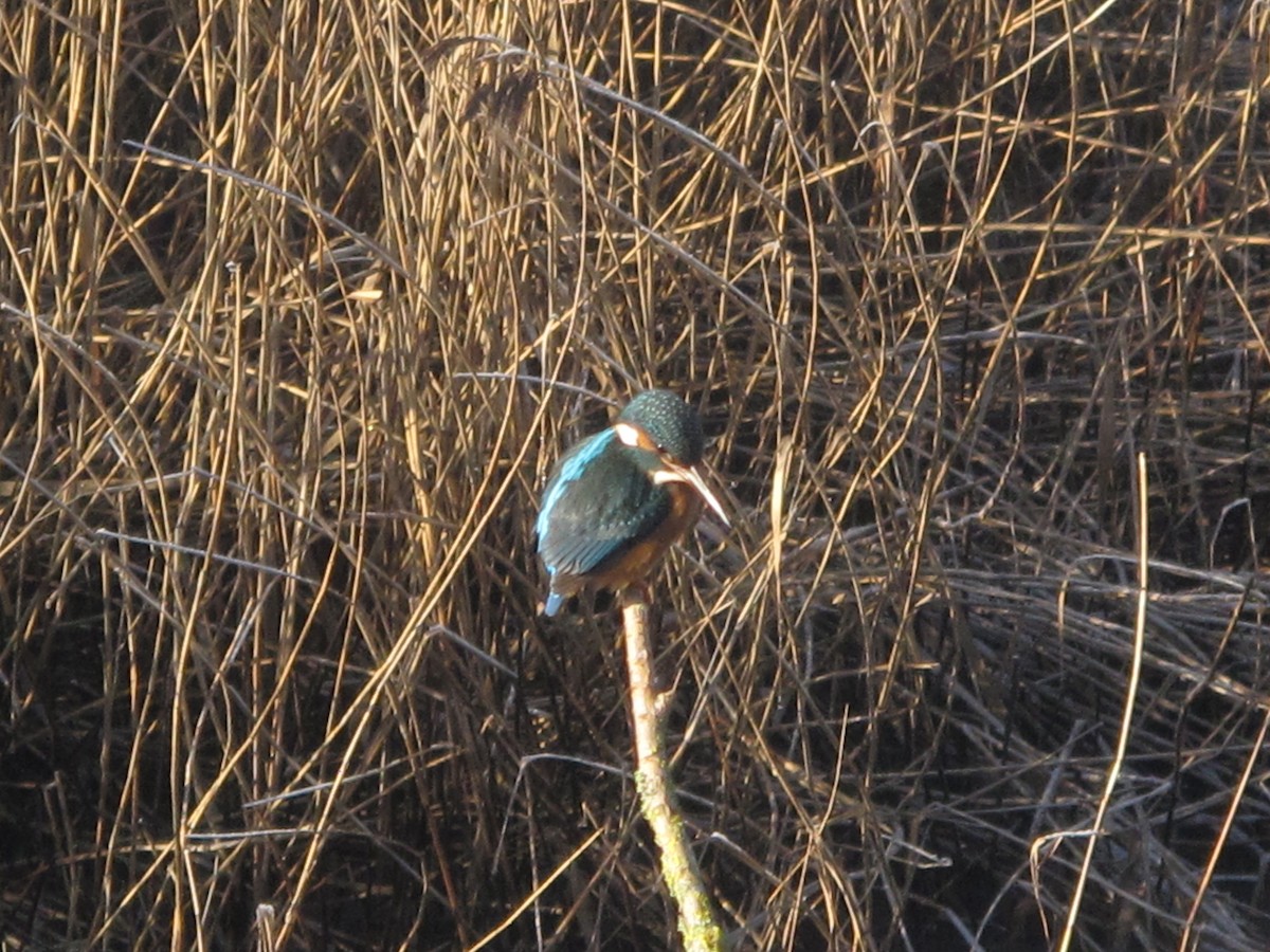 Common Kingfisher - ML629907904