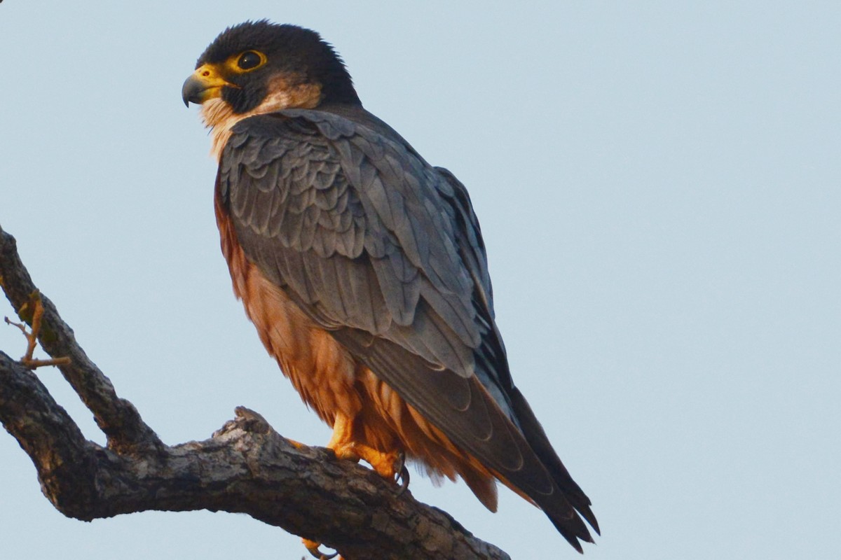Peregrine Falcon - ML629907997