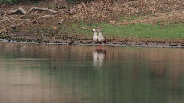 Orinoco Goose - ML629908151