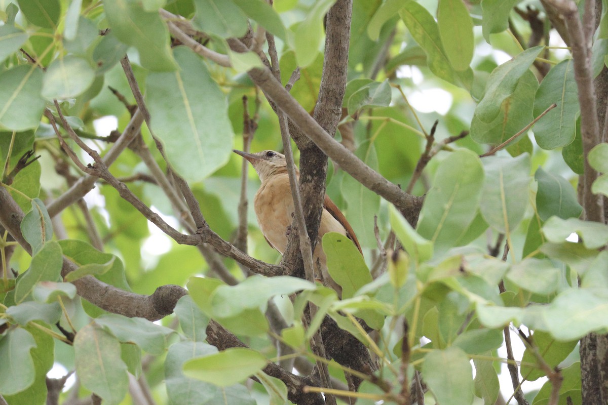 Lesser Hornero - ML629908226