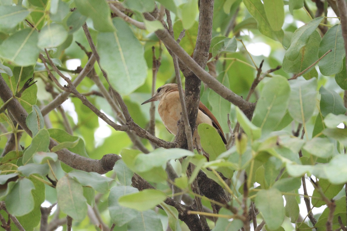 Lesser Hornero - ML629908227
