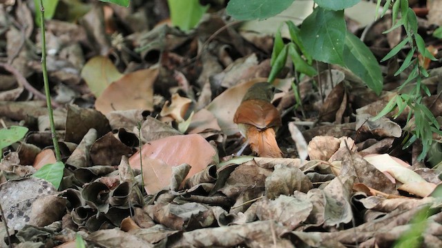 Araguaia Spinetail - ML629908341