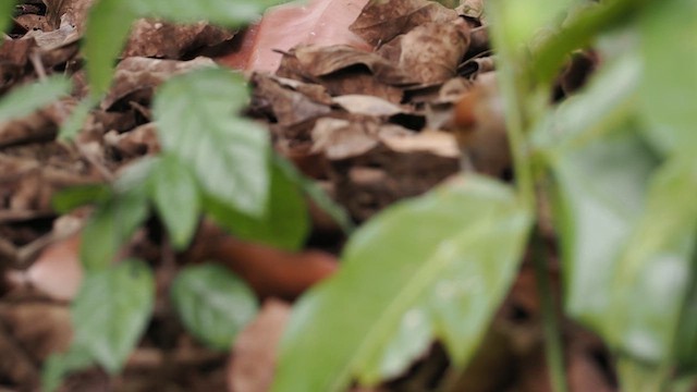 Araguaia Spinetail - ML629908343