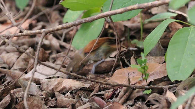 Araguaia Spinetail - ML629908351