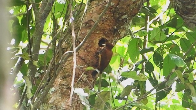 Waved Woodpecker - ML629908429