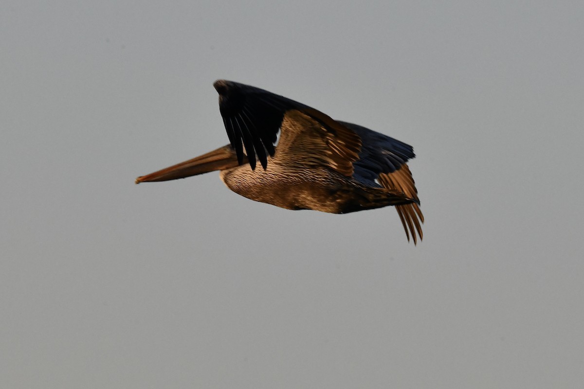 Brown Pelican - ML629908442