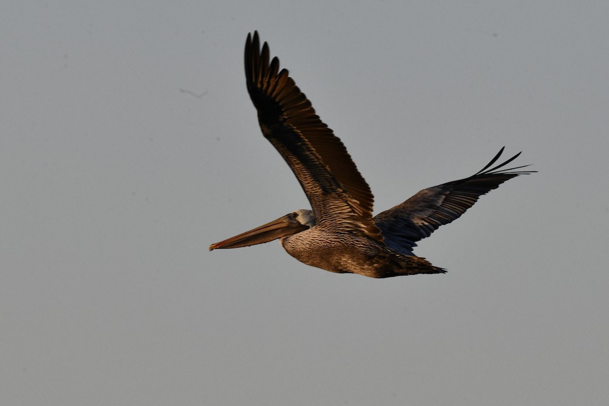 Brown Pelican - ML629908450